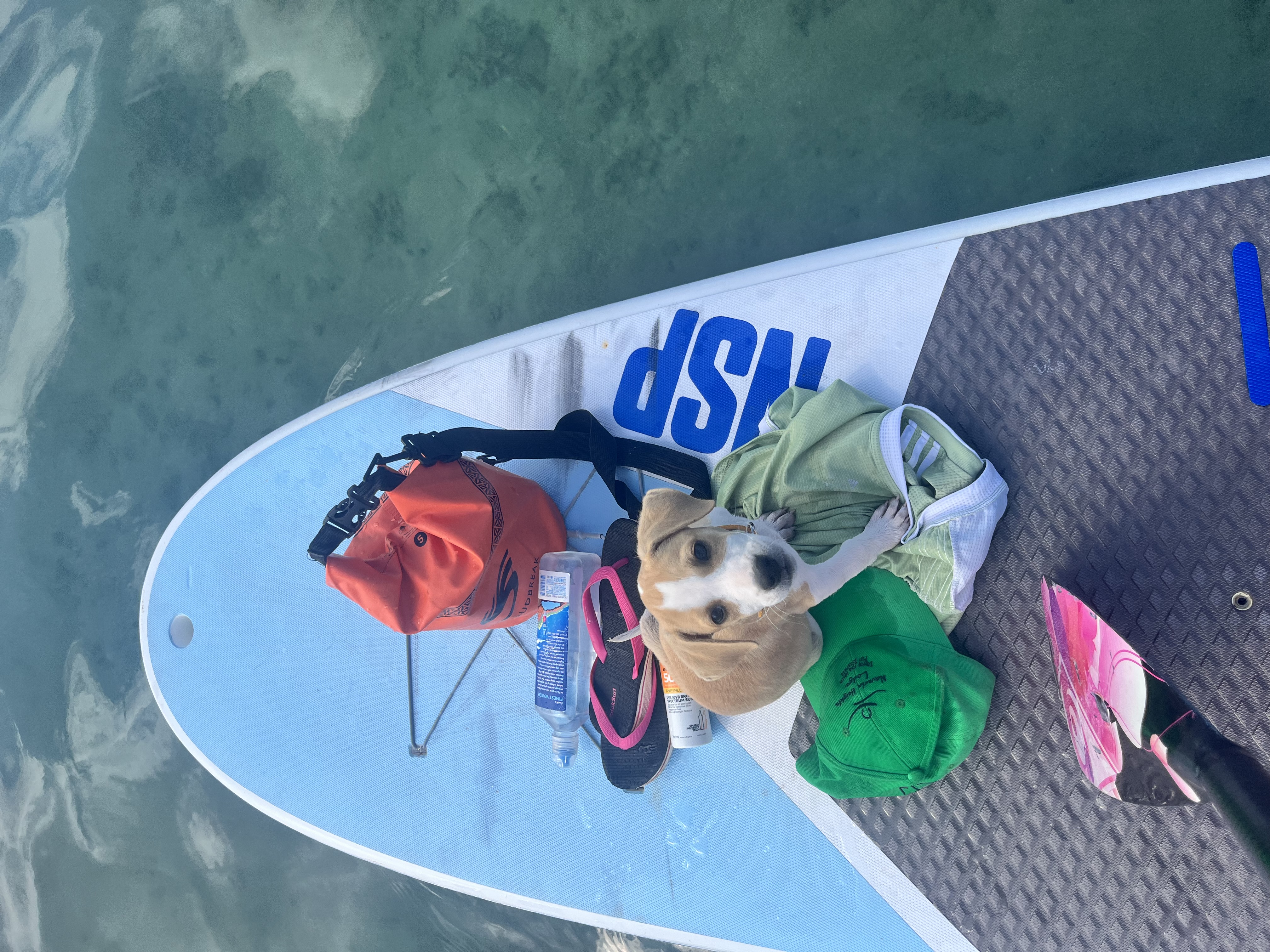 Koko relaxing on the front of a paddleboard