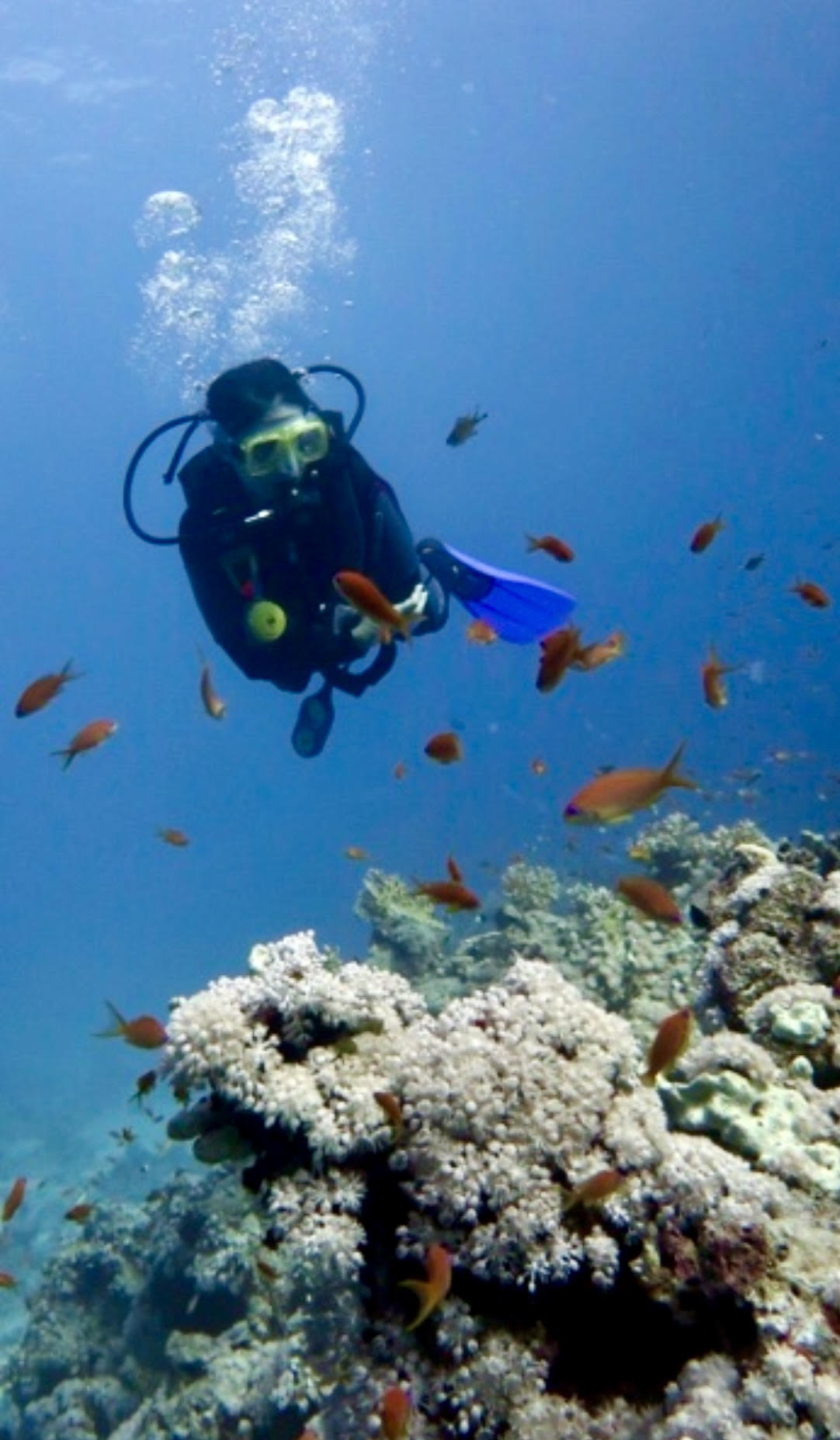 Scuba diving, freediving and snorkeling in Fiji