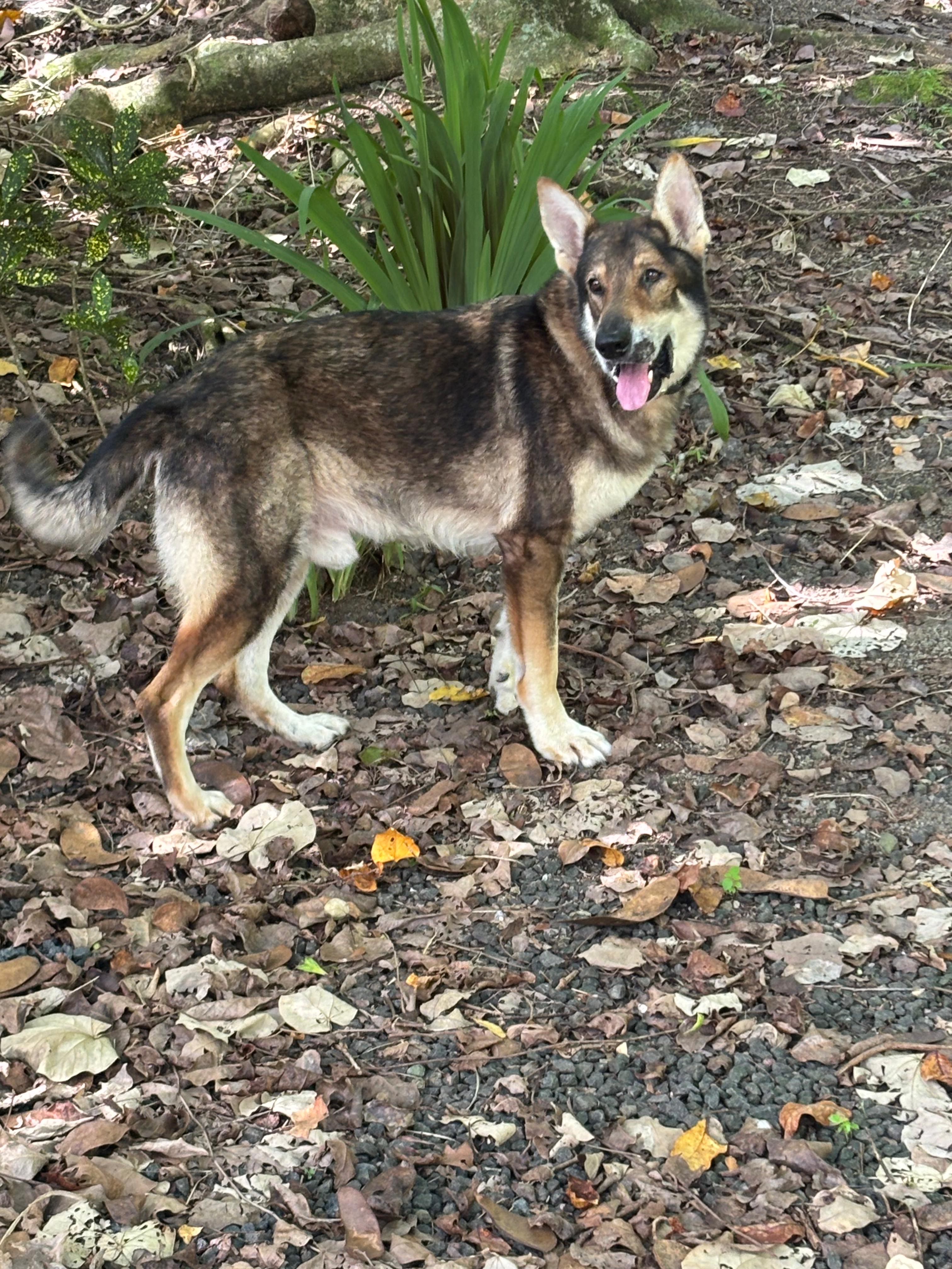 Zeus, Naveria Heights Lodge dog
