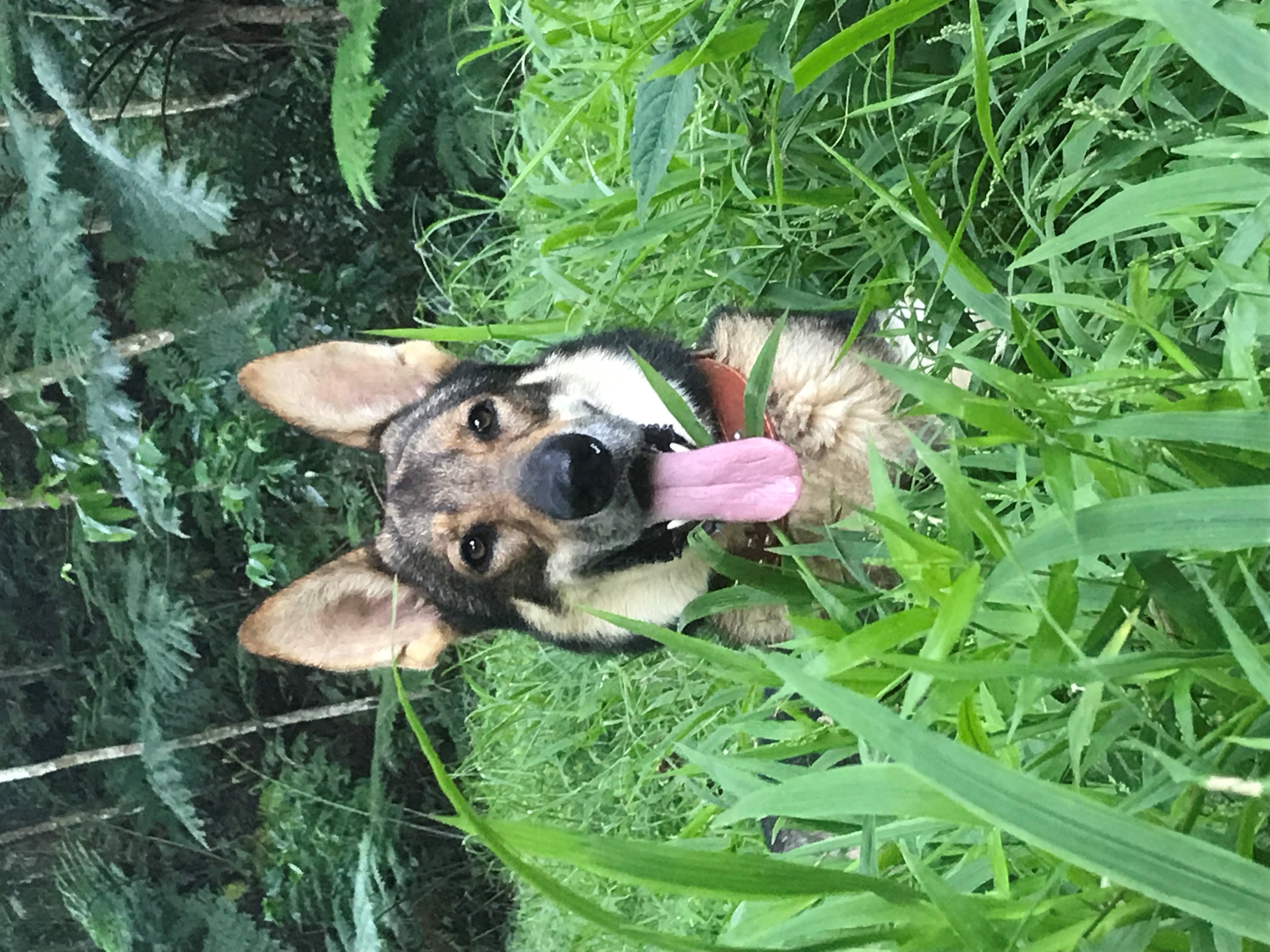 Zeus, Naveria Heights Lodge dog